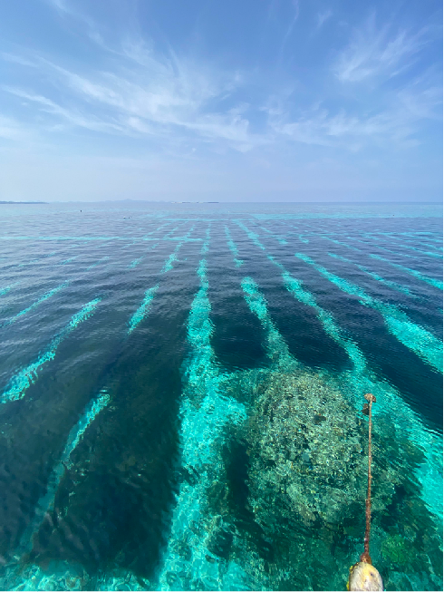 ステムズのフコイダン製品